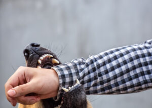Cómo Pueden Ayudarte Benton Accident & Injury Lawyers Después De Un Incidente De Mordedura De Perro en Dallas, Tx.