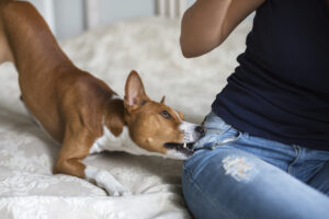 How Common are Dog Bites in Dallas, Texas?